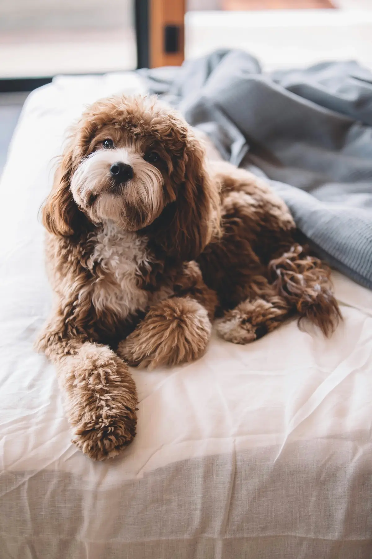 Small brown dog laying on bed