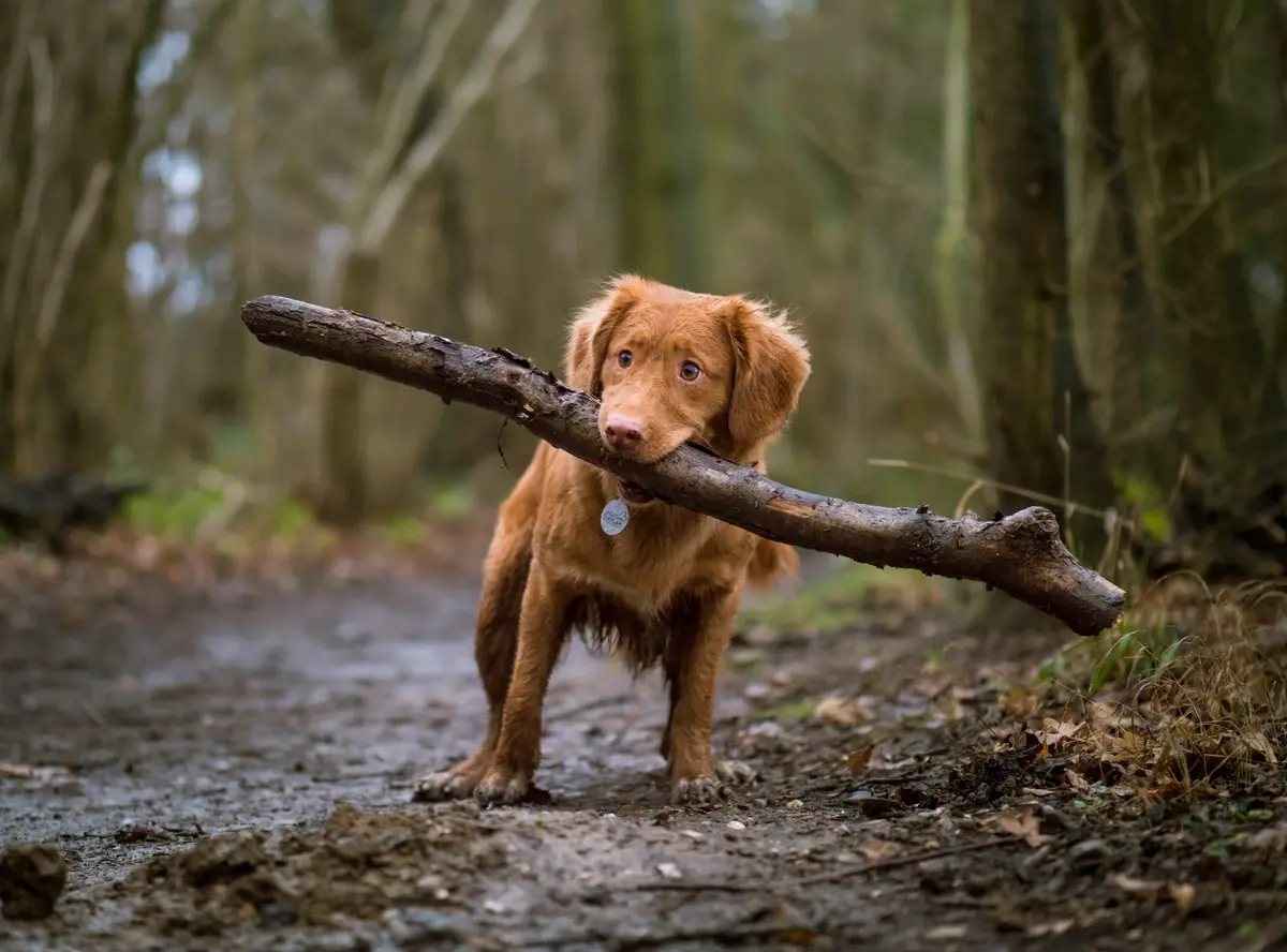 A brown mixed-breed dog holding a large stick in the woods