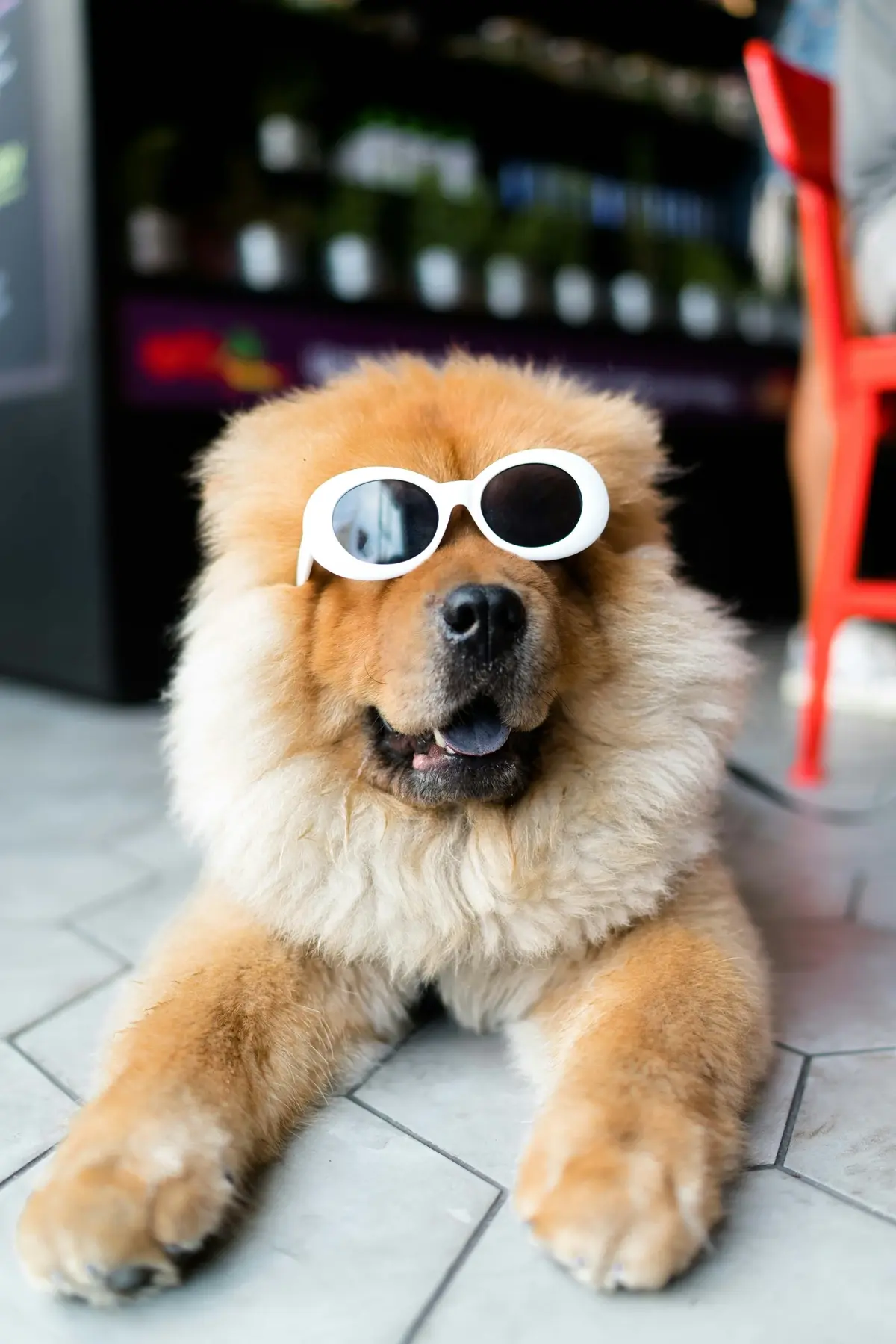 A funny chowchow with sunglasses