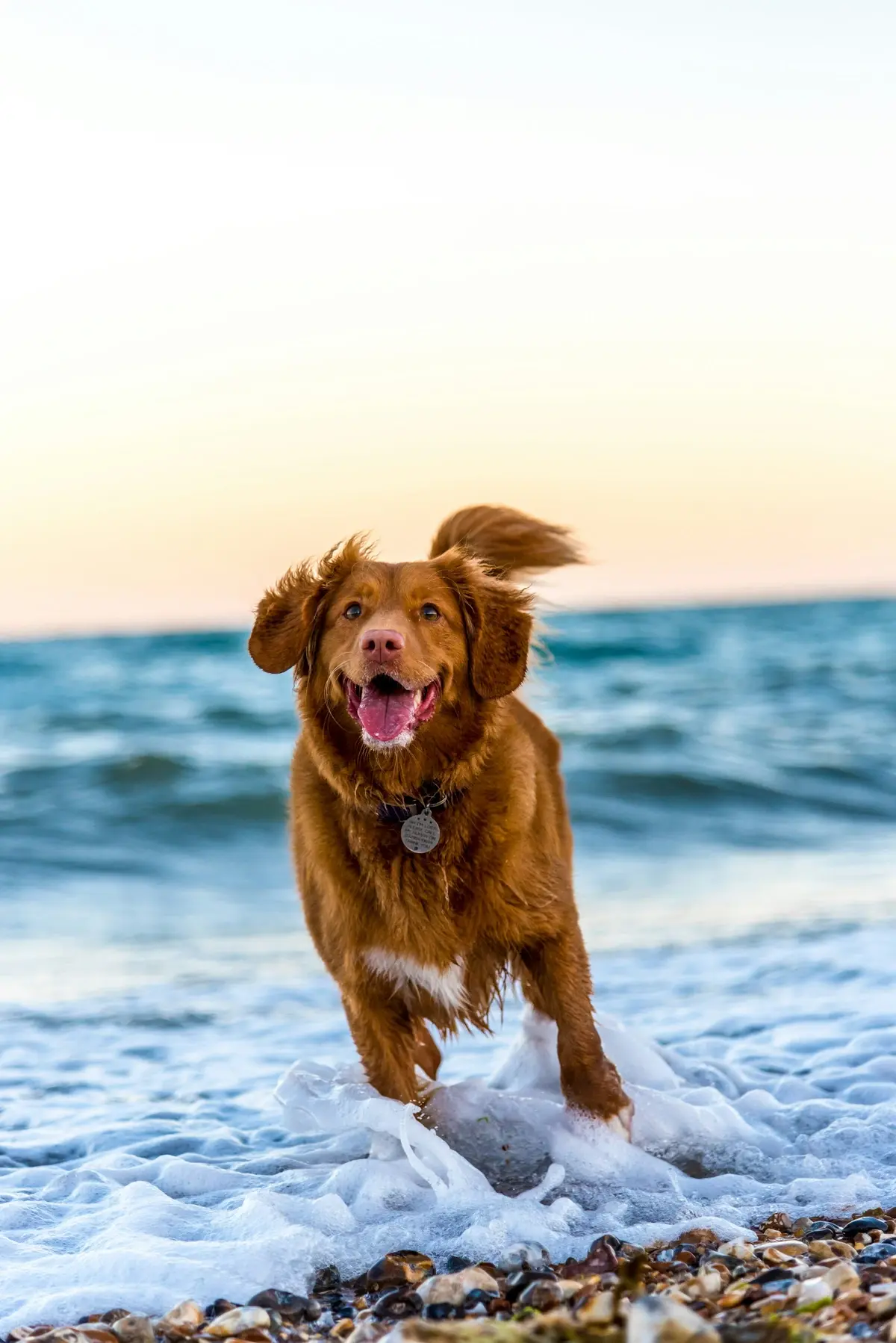 A happy brown dog running through water at the beach