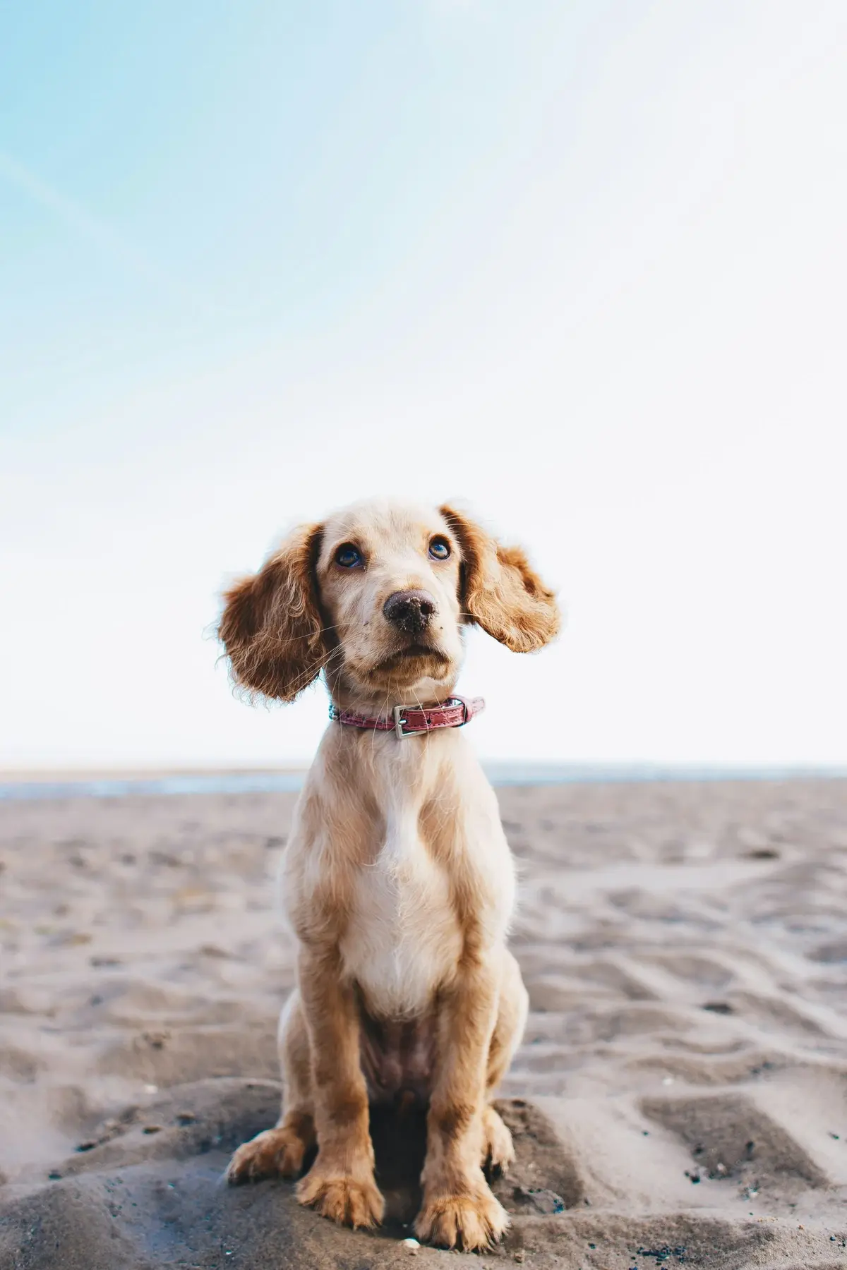 A mixed-breed puppy sitting in the sand, looking into the camera at the beach