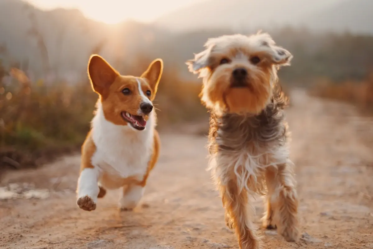 A corgi and a terrier running towards camera