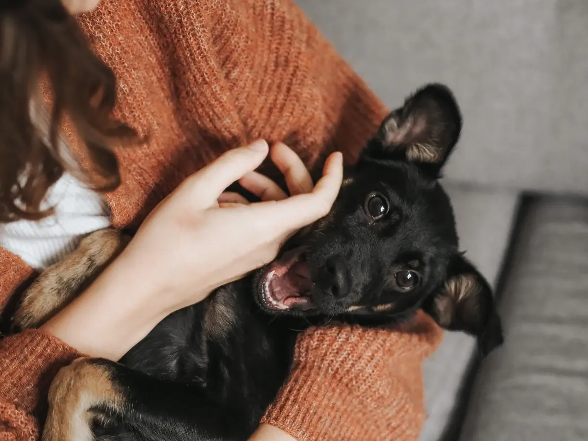 A happy puppy being carried and petted