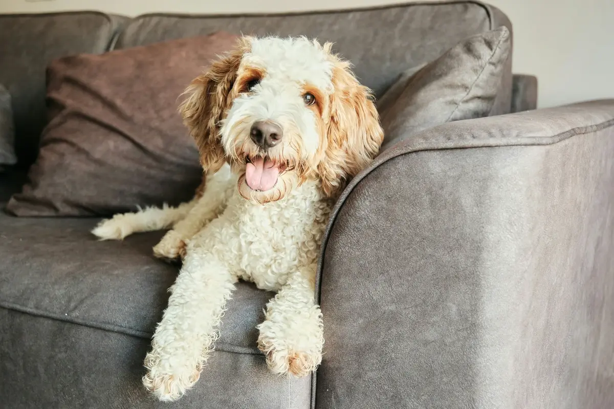 Cozy white and brown spotted Labradoodle lounging on a sofa