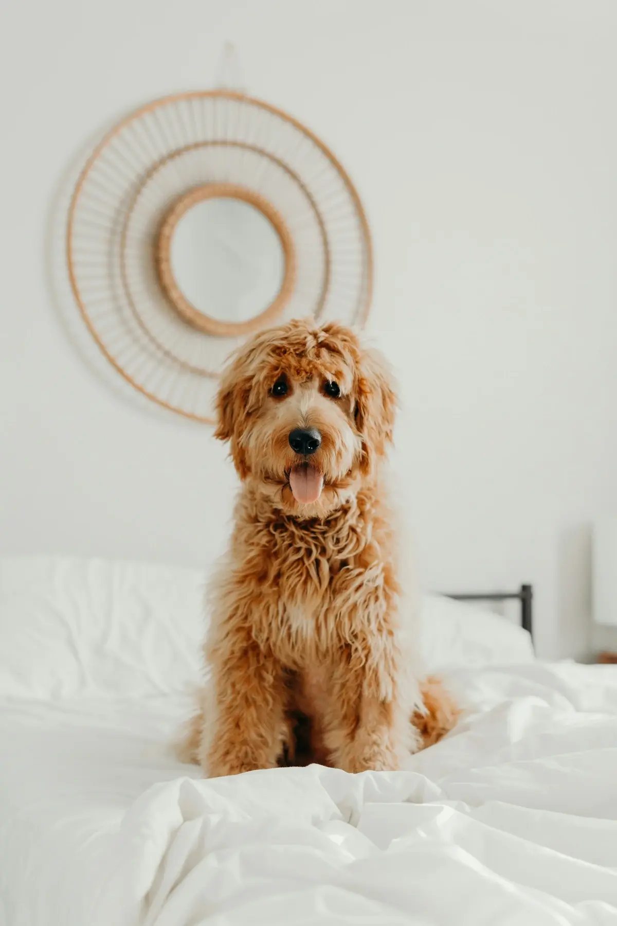 Cream Labradoodle relaxing in bed