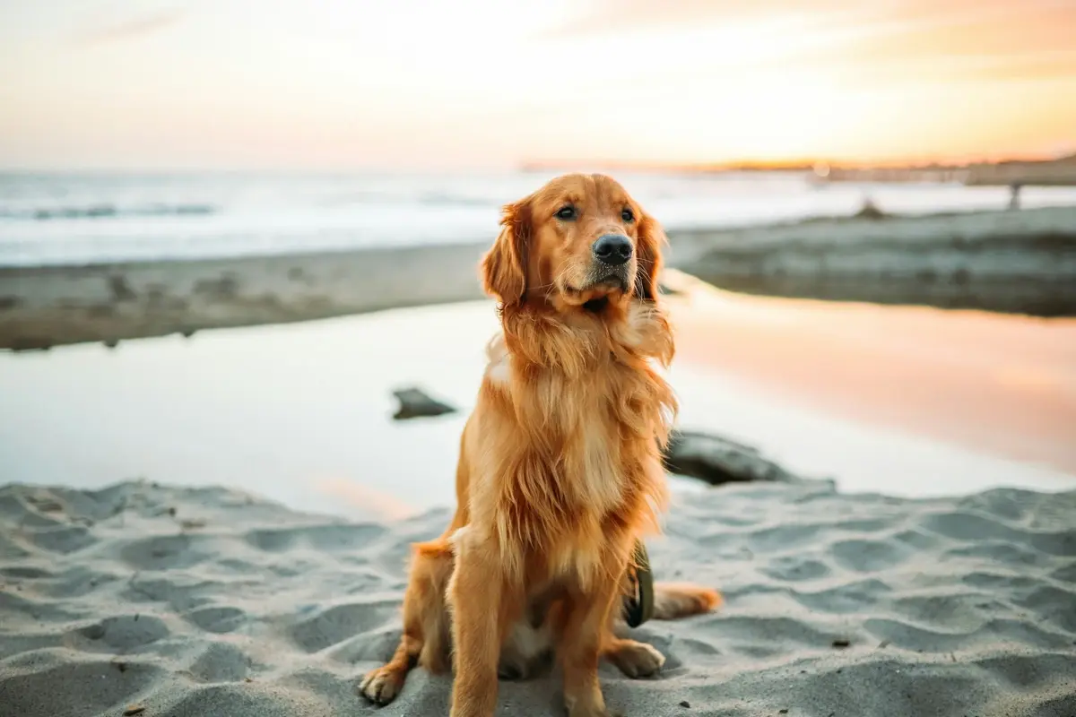 Golden retriever sitting on the beach, looking into the camera