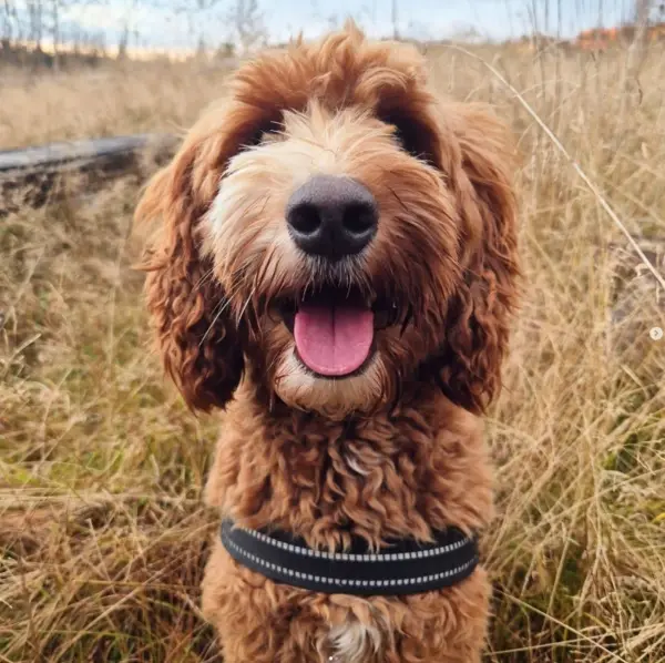 A happy labradoodle smiling to the camera