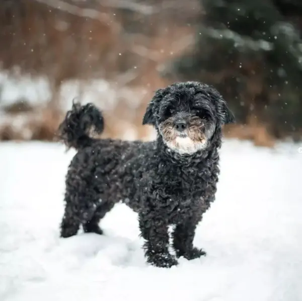 Photo of a maltipoo in snowy woods